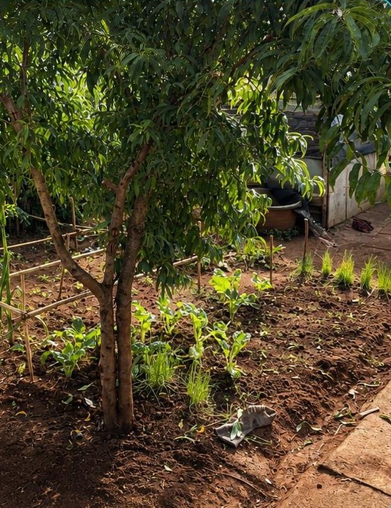 Cultivated plots and trees in a local agricultural programme